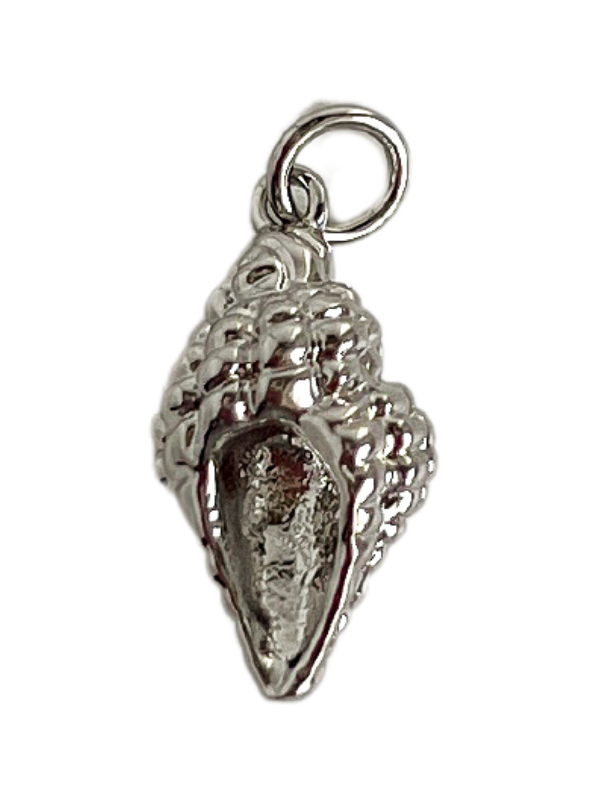 Conch Shell S